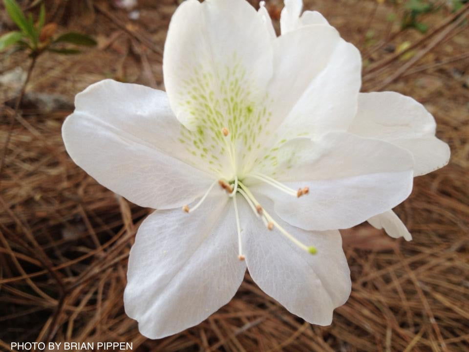 Azalea 'Irish Cream’ Holly Springs White Azalea
