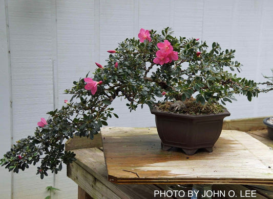 Azalea 'Momo no haru’ Bright Pink Satsuki Azalea