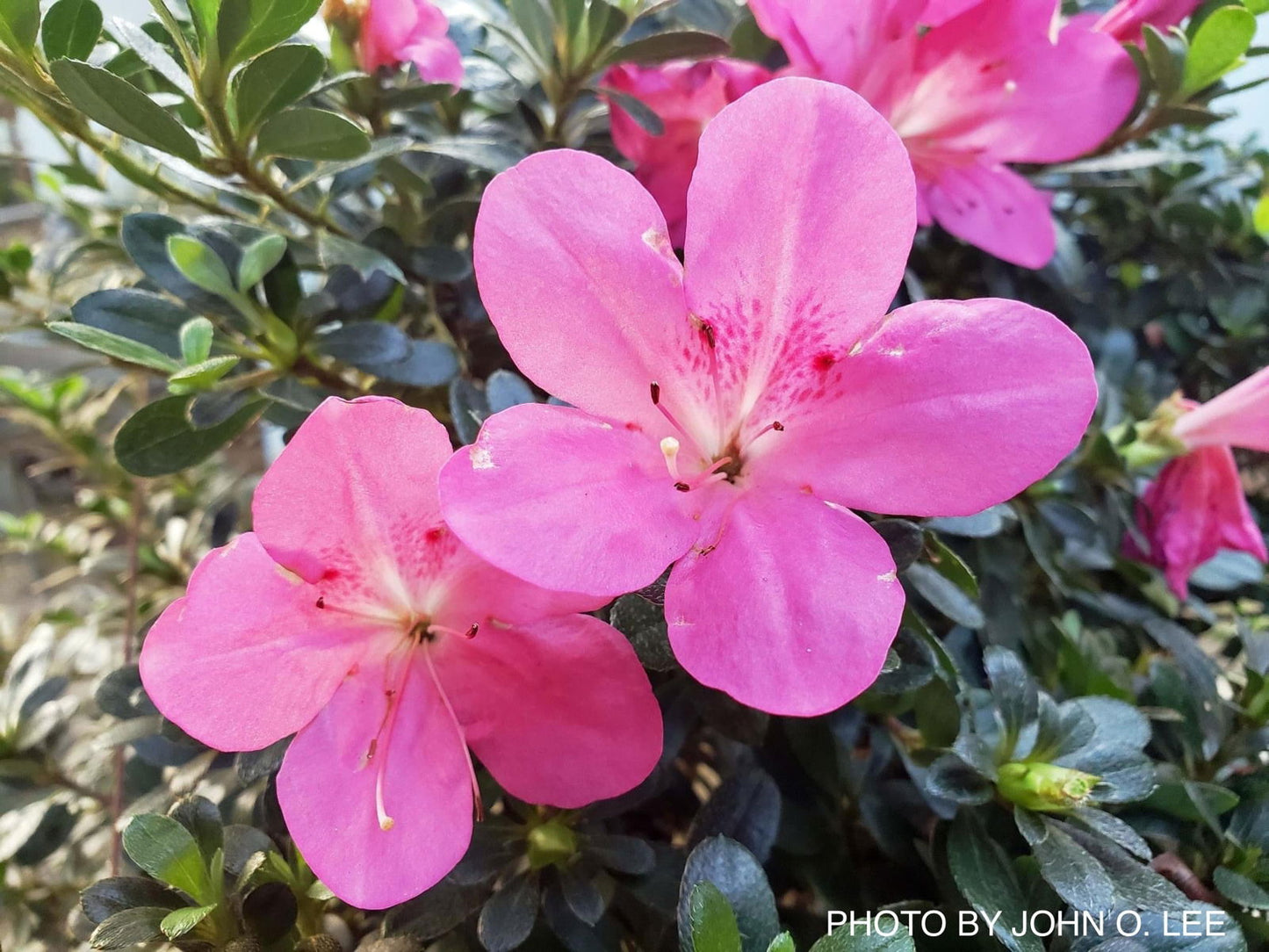 Azalea 'Momo no haru’ Bright Pink Satsuki Azalea