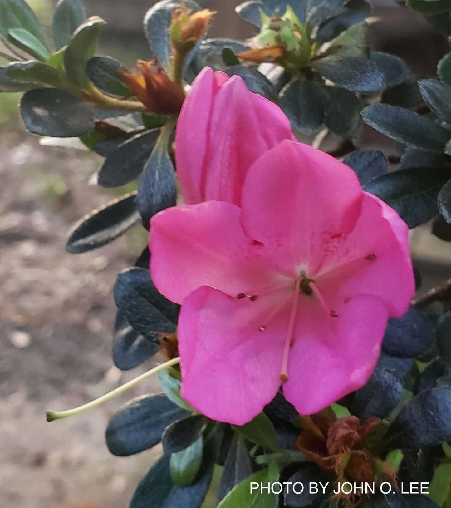 Azalea 'Momo no haru’ Bright Pink Satsuki Azalea