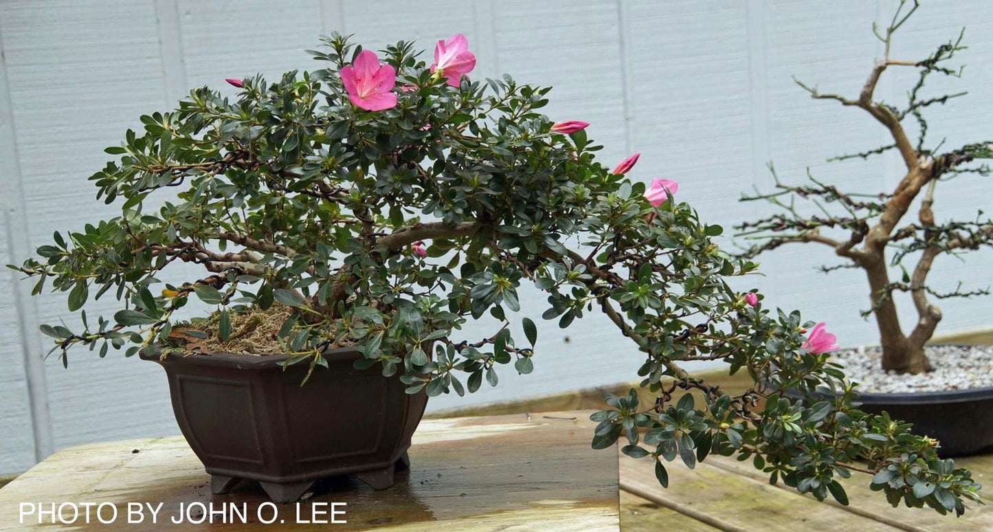 Azalea 'Momo no haru’ Bright Pink Satsuki Azalea