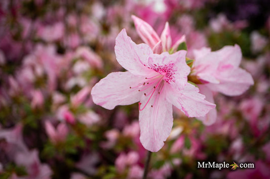 Azalea 'North Lake Beauty’ Pink Variegated Azalea