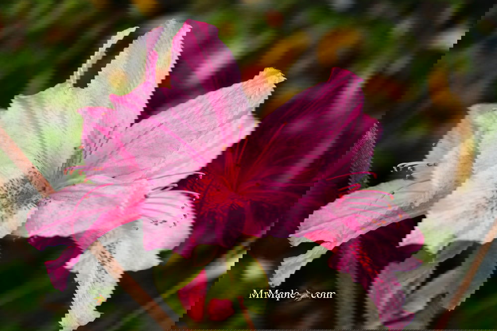 Azalea 'North Lake Beauty’ Pink Variegated Azalea