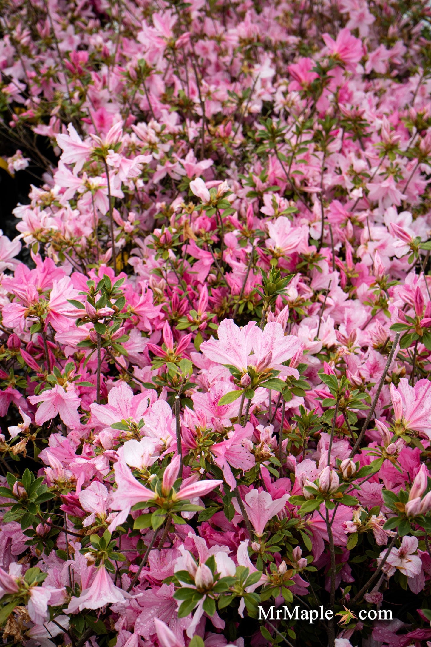 Azalea 'North Lake Beauty’ Pink Variegated Azalea