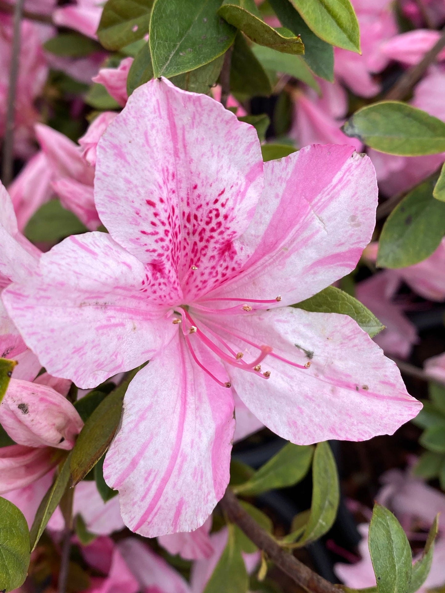 Azalea 'North Lake Beauty’ Pink Variegated Azalea