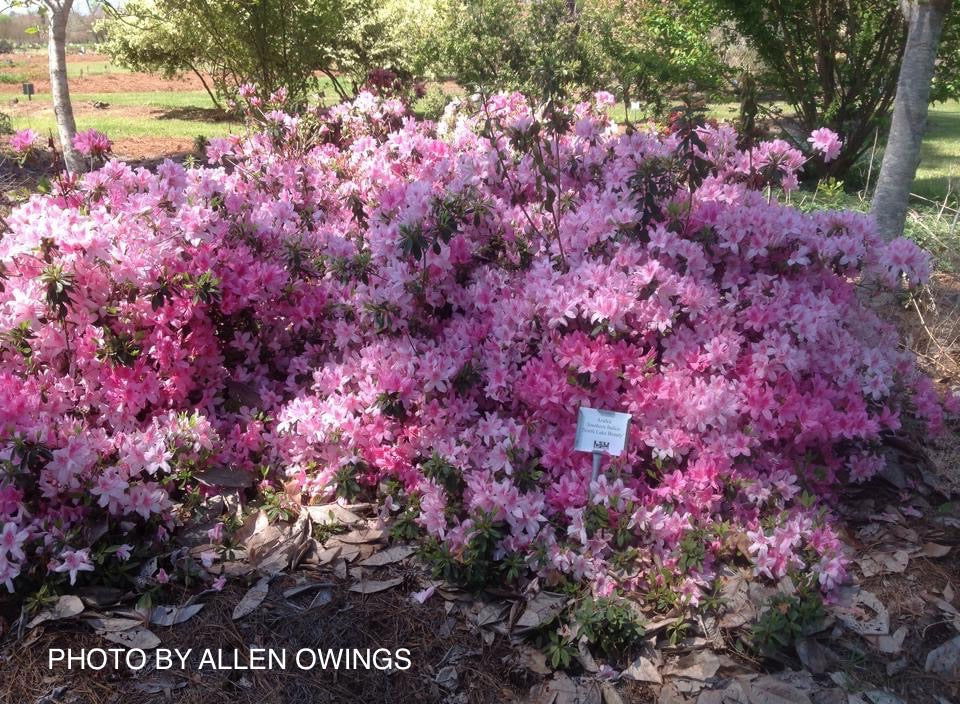 Azalea 'North Lake Beauty’ Pink Variegated Azalea