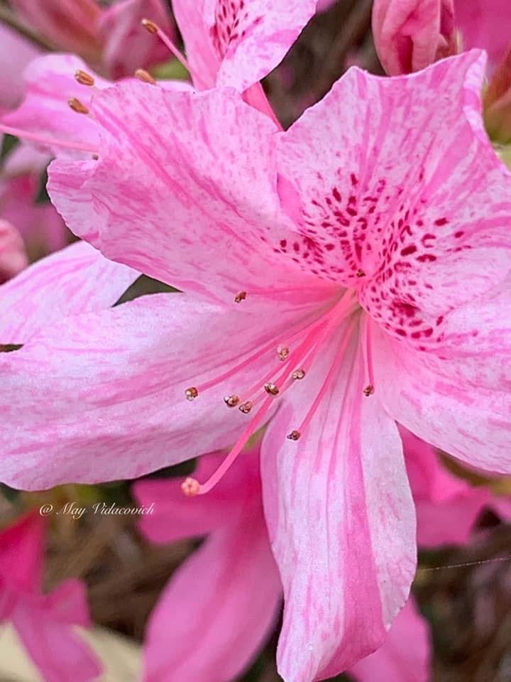 Azalea 'North Lake Beauty’ Pink Variegated Azalea