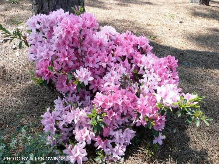 Azalea 'North Lake Beauty’ Pink Variegated Azalea