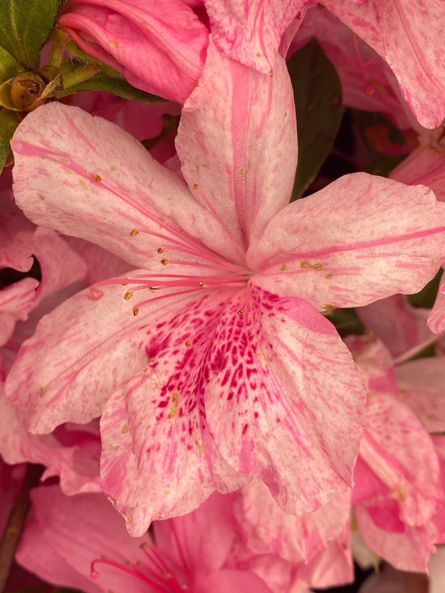 Azalea 'North Lake Beauty’ Pink Variegated Azalea