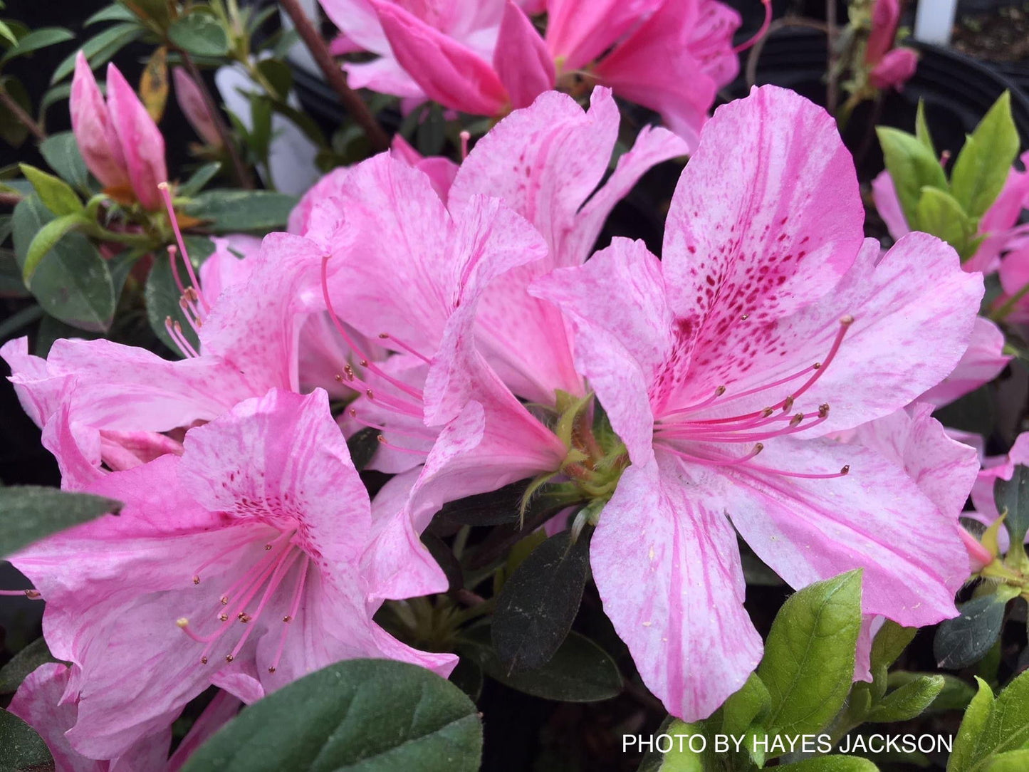 Azalea 'North Lake Beauty’ Pink Variegated Azalea
