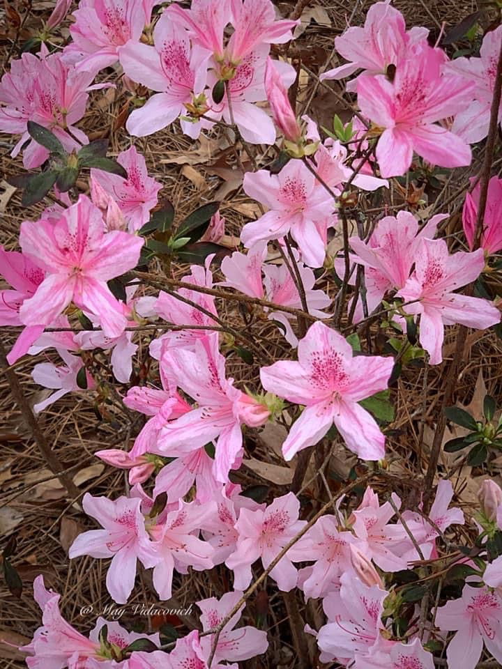 Azalea 'North Lake Beauty’ Pink Variegated Azalea