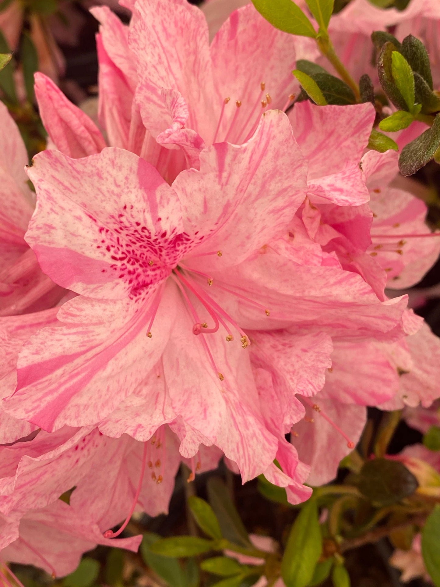 Azalea 'North Lake Beauty’ Pink Variegated Azalea