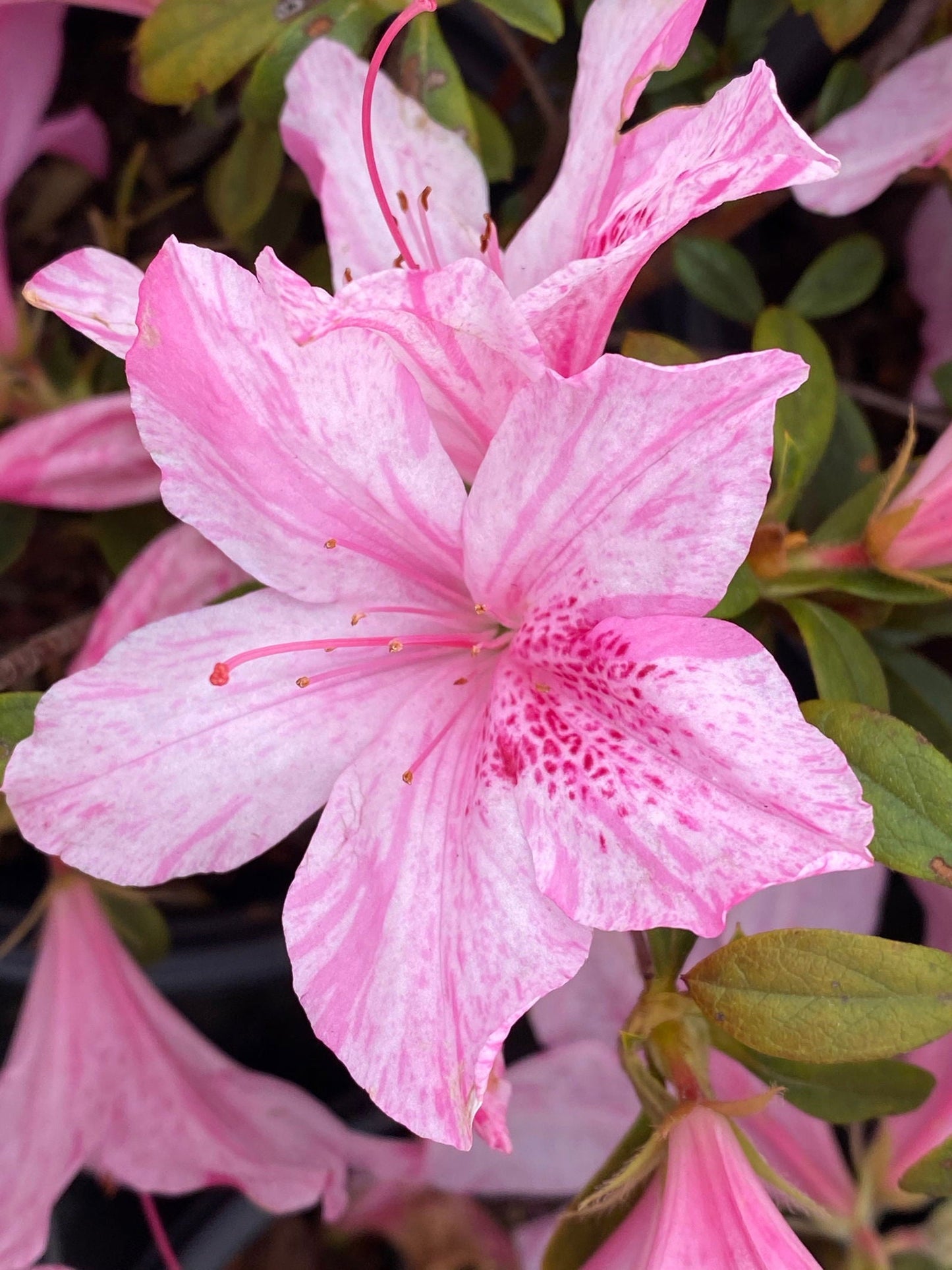Azalea 'North Lake Beauty’ Pink Variegated Azalea