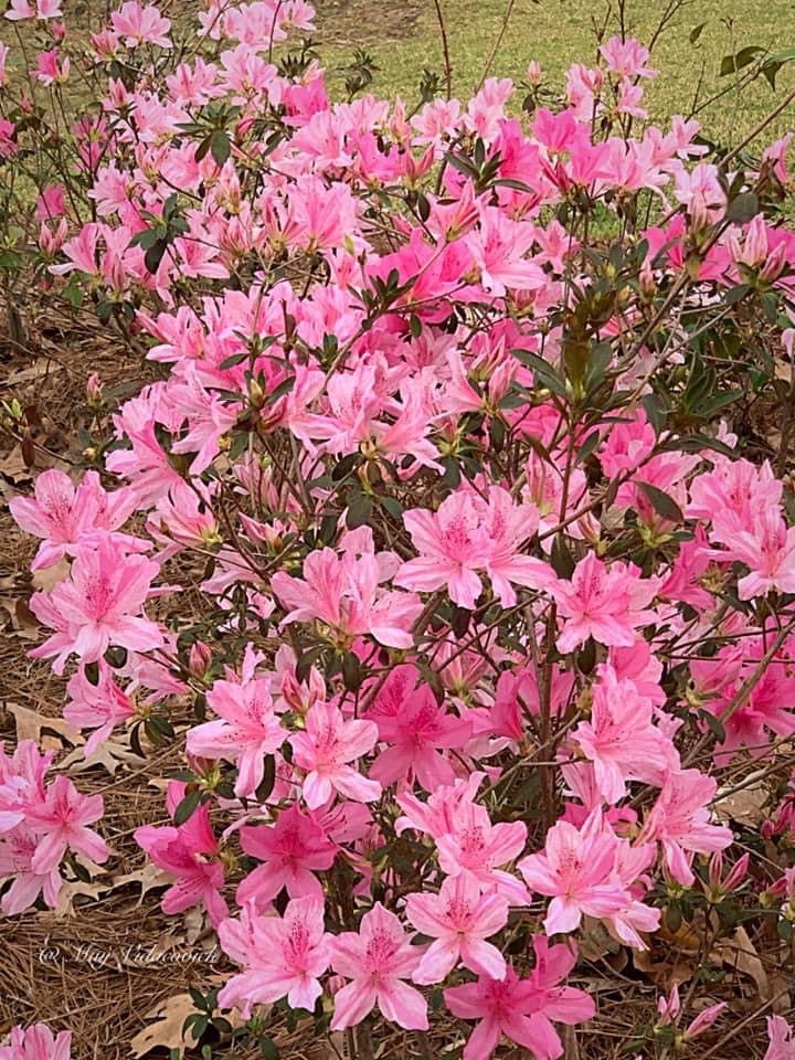 Azalea 'North Lake Beauty’ Pink Variegated Azalea