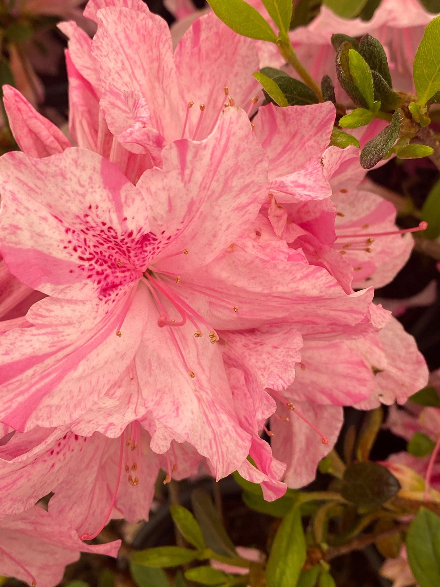 Azalea 'North Lake Beauty’ Pink Variegated Azalea