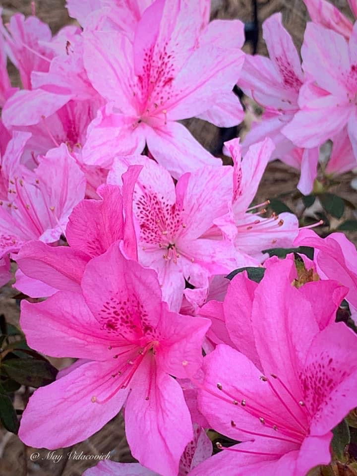 Azalea 'North Lake Beauty’ Pink Variegated Azalea