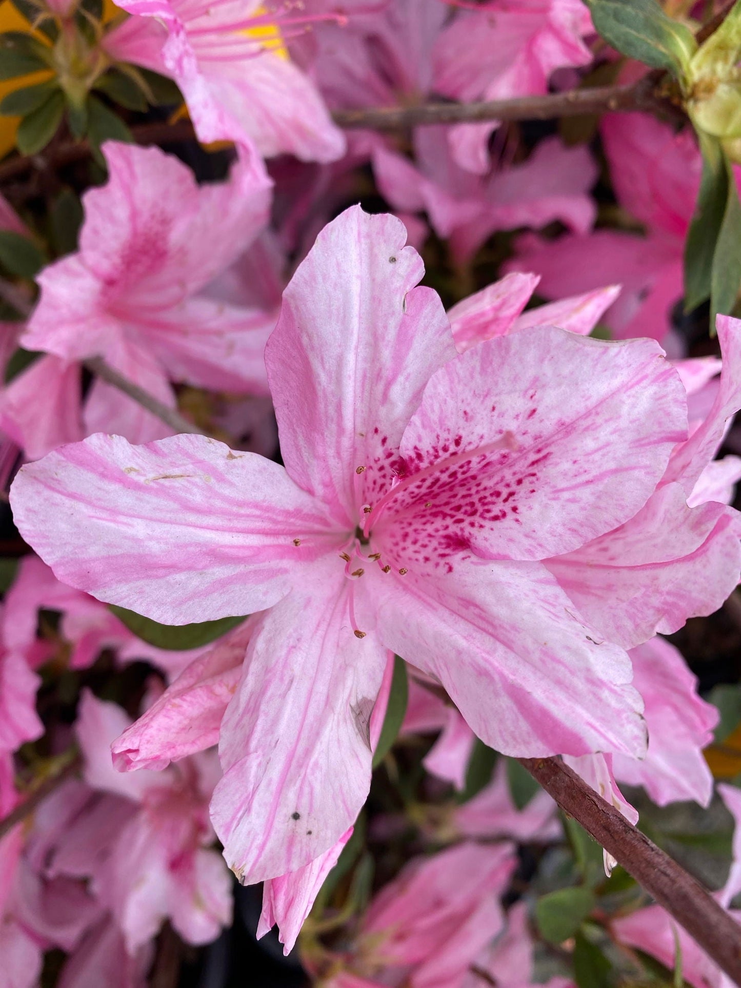 Azalea 'North Lake Beauty’ Pink Variegated Azalea
