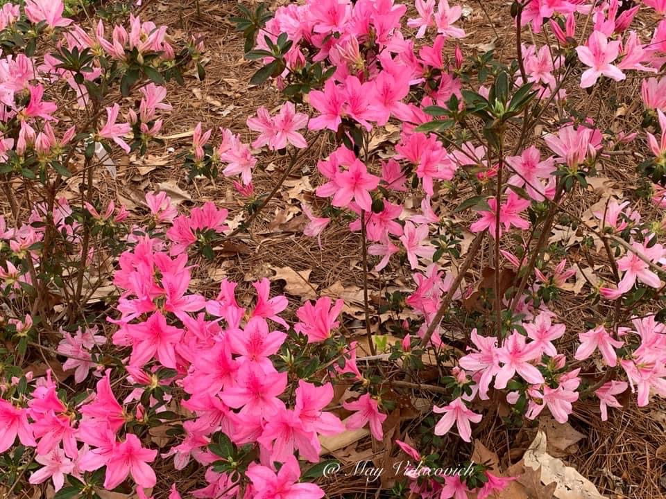 Azalea 'North Lake Beauty’ Pink Variegated Azalea