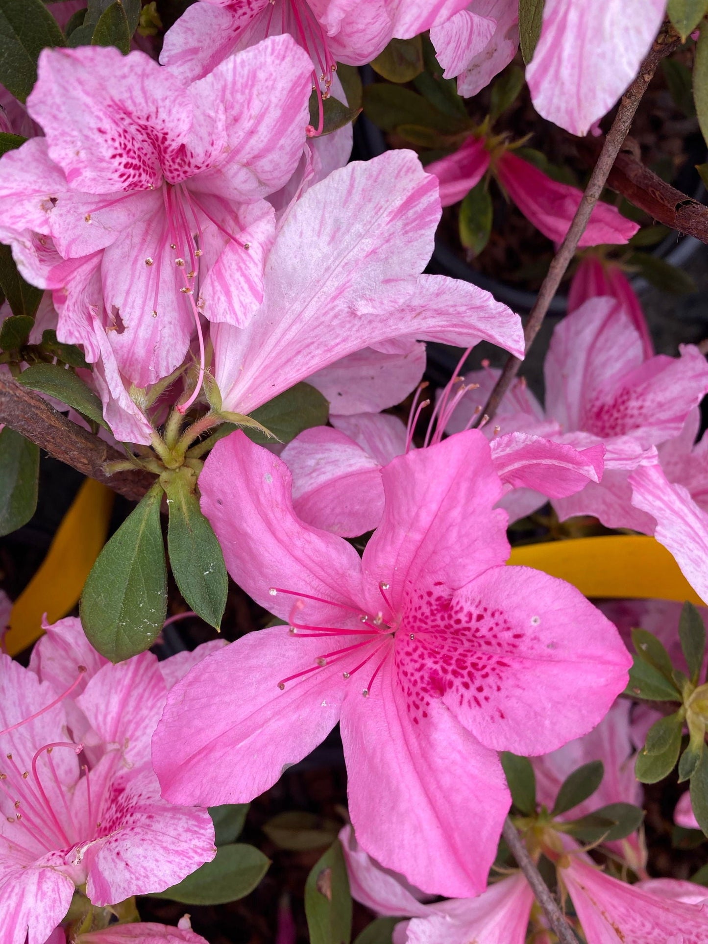 Azalea 'North Lake Beauty’ Pink Variegated Azalea