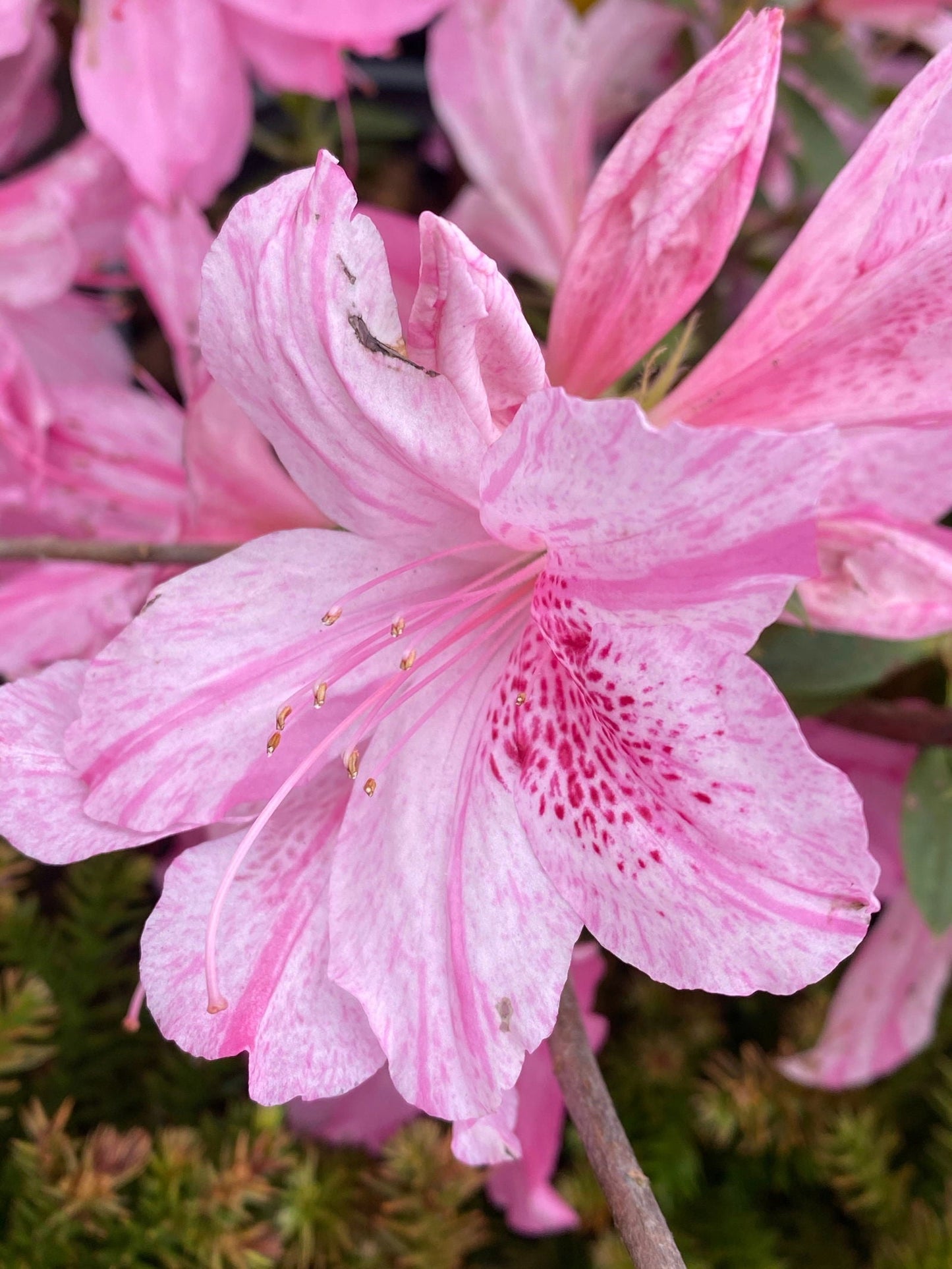 Azalea 'North Lake Beauty’ Pink Variegated Azalea