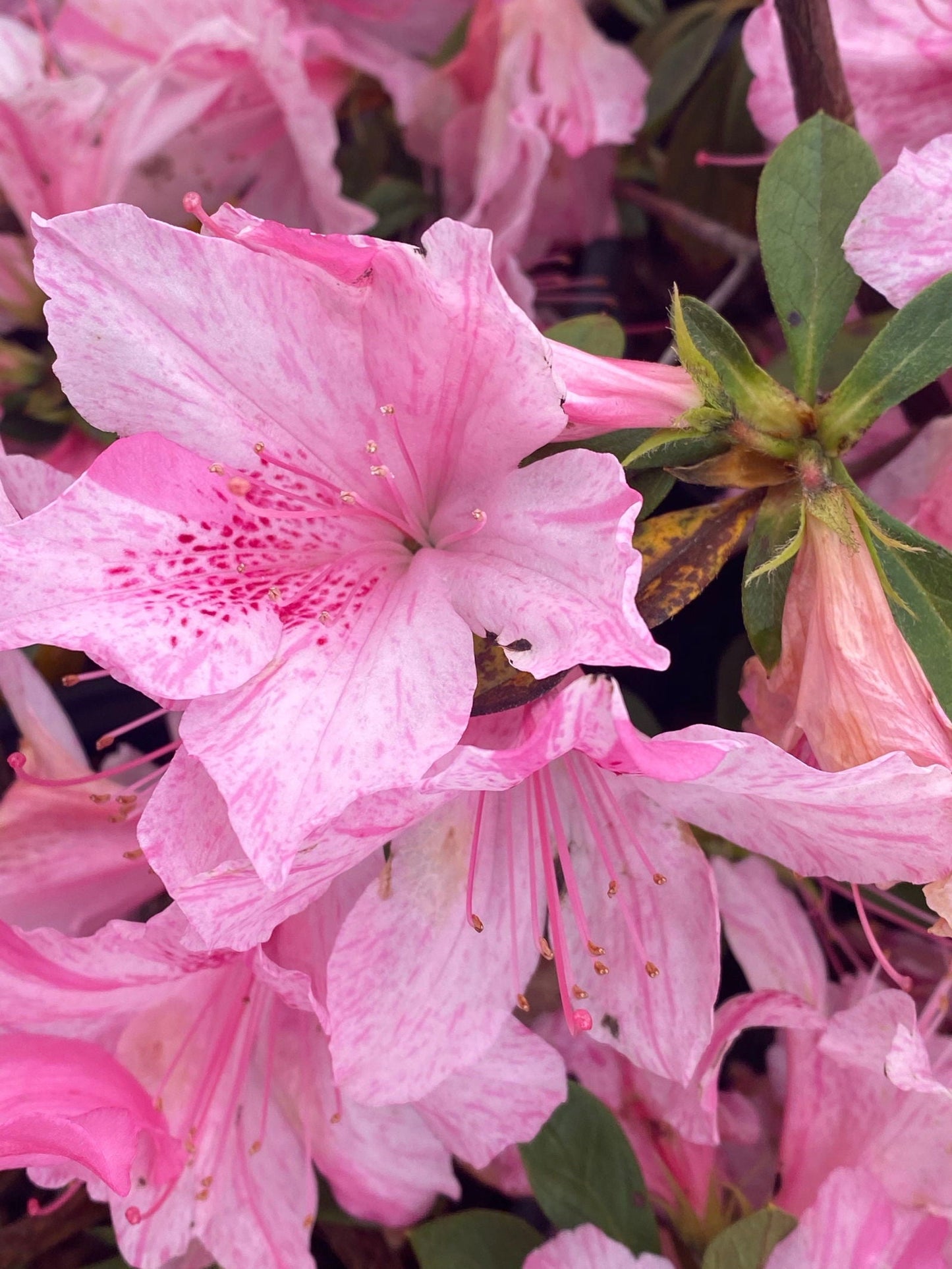 Azalea 'North Lake Beauty’ Pink Variegated Azalea