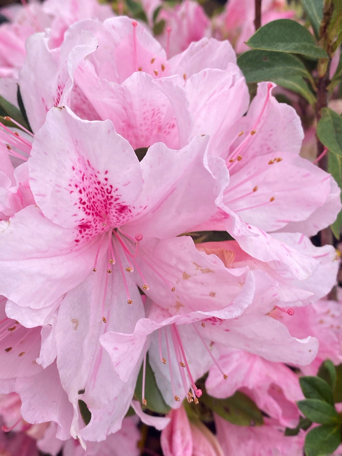 Azalea 'North Lake Beauty’ Pink Variegated Azalea