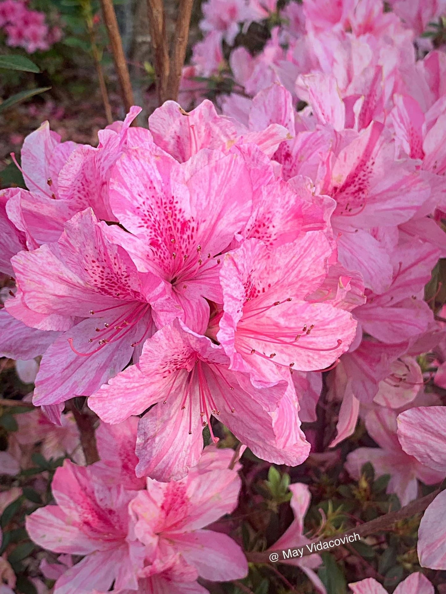 Azalea 'North Lake Beauty’ Pink Variegated Azalea