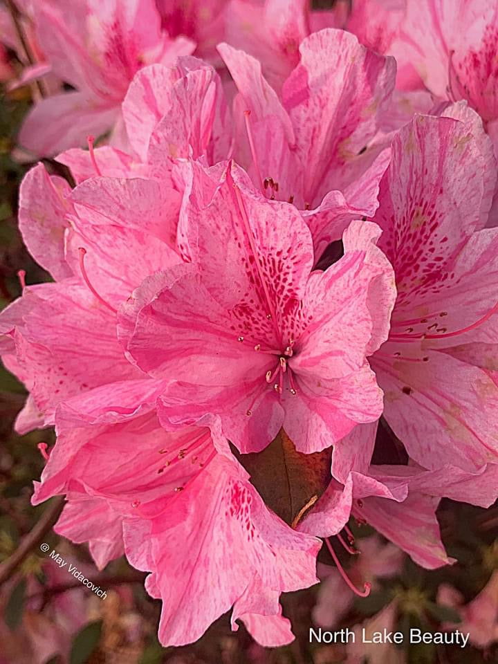 Azalea 'North Lake Beauty’ Pink Variegated Azalea