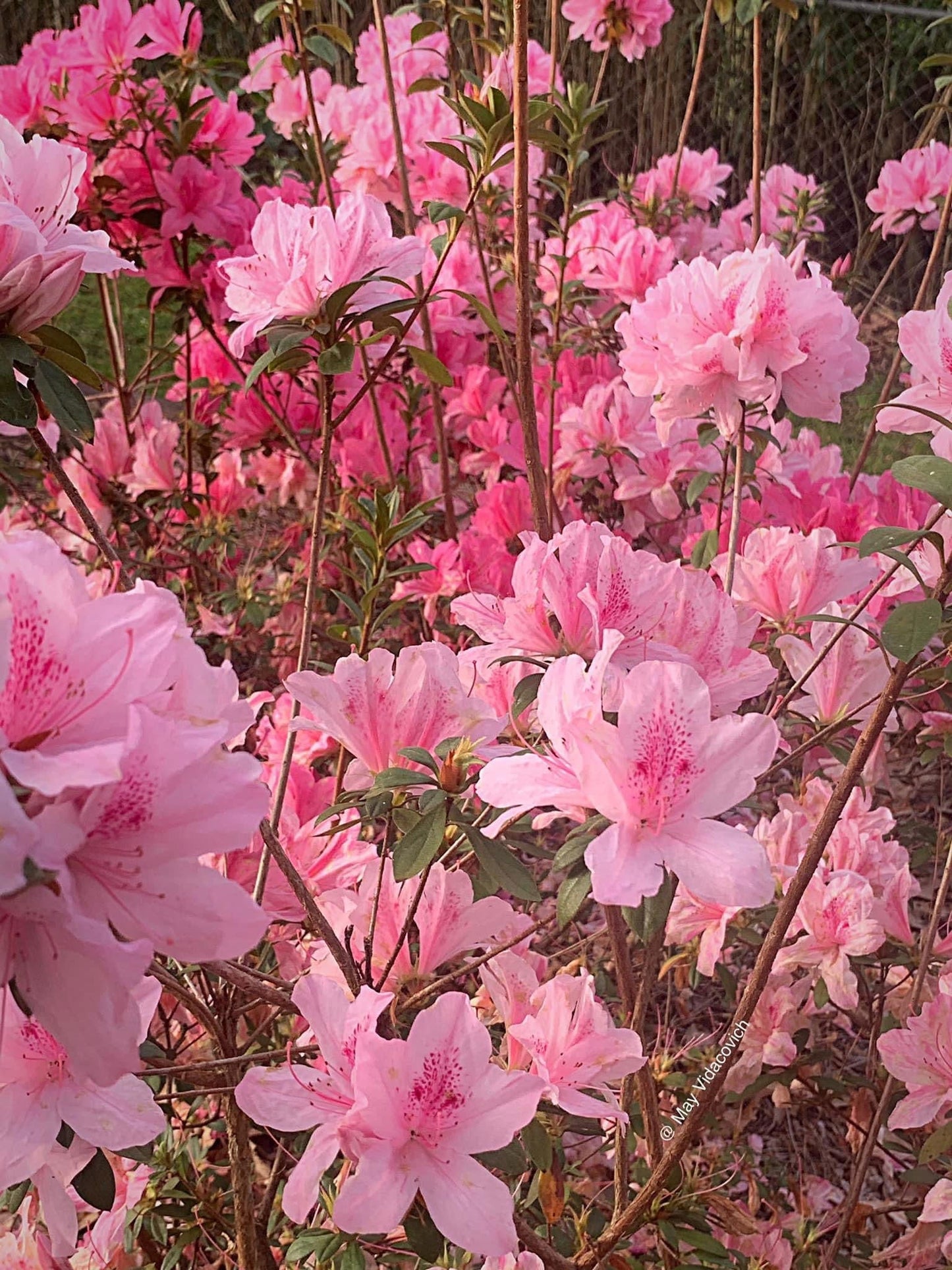 Azalea 'North Lake Beauty’ Pink Variegated Azalea