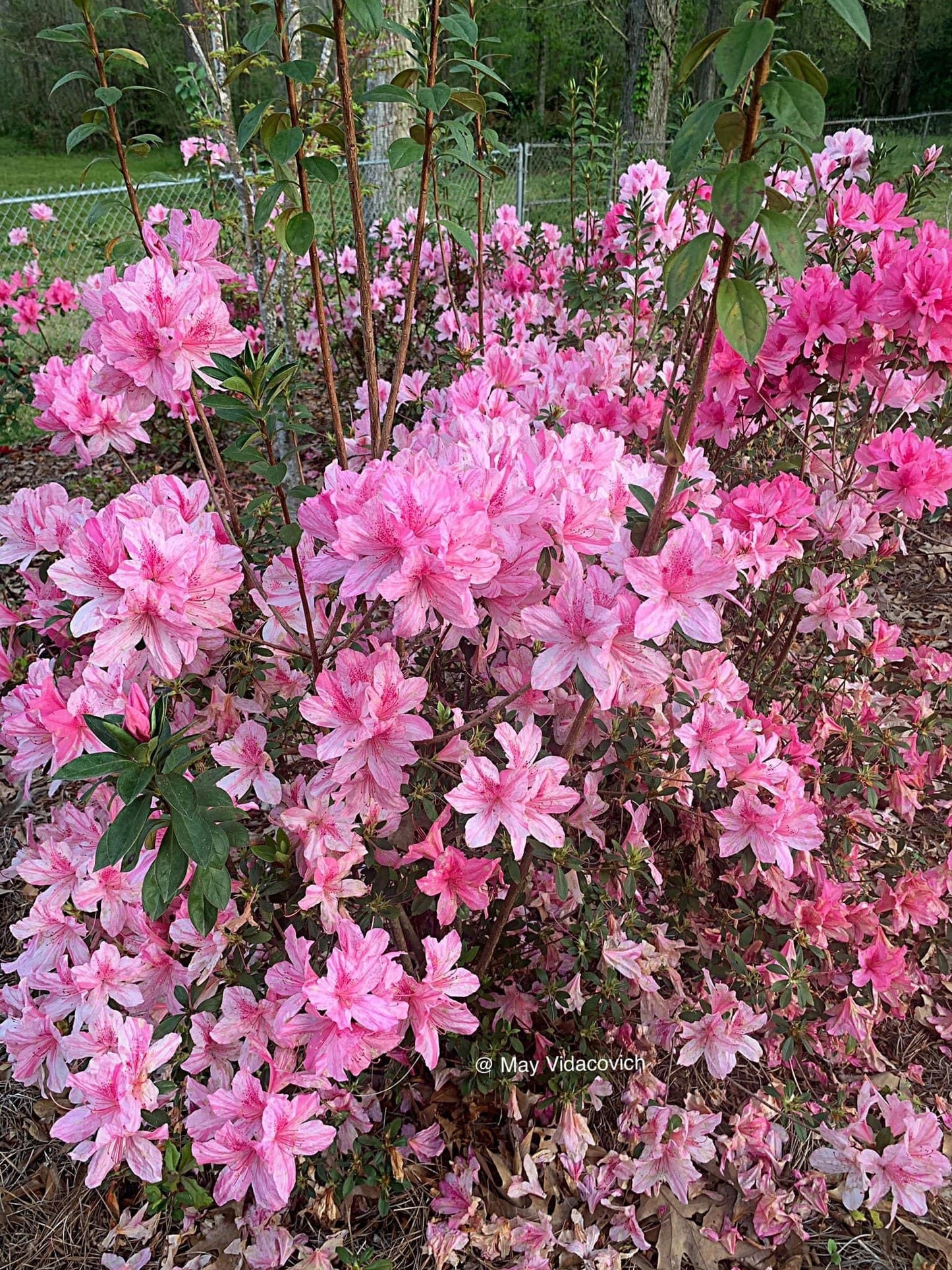 Azalea 'North Lake Beauty’ Pink Variegated Azalea