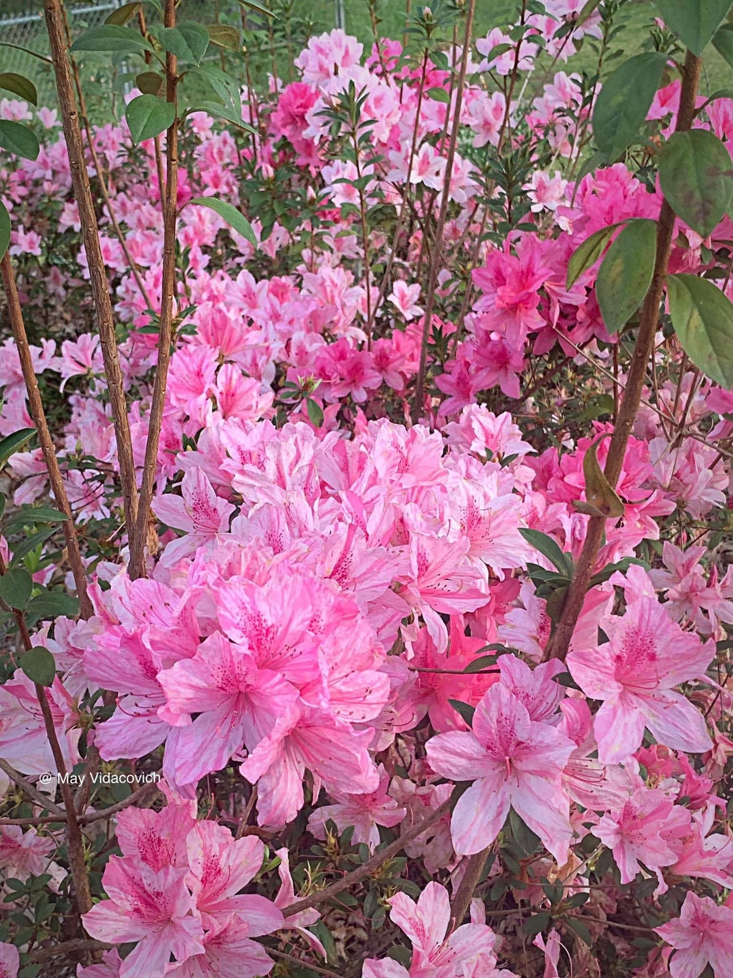 Azalea 'North Lake Beauty’ Pink Variegated Azalea