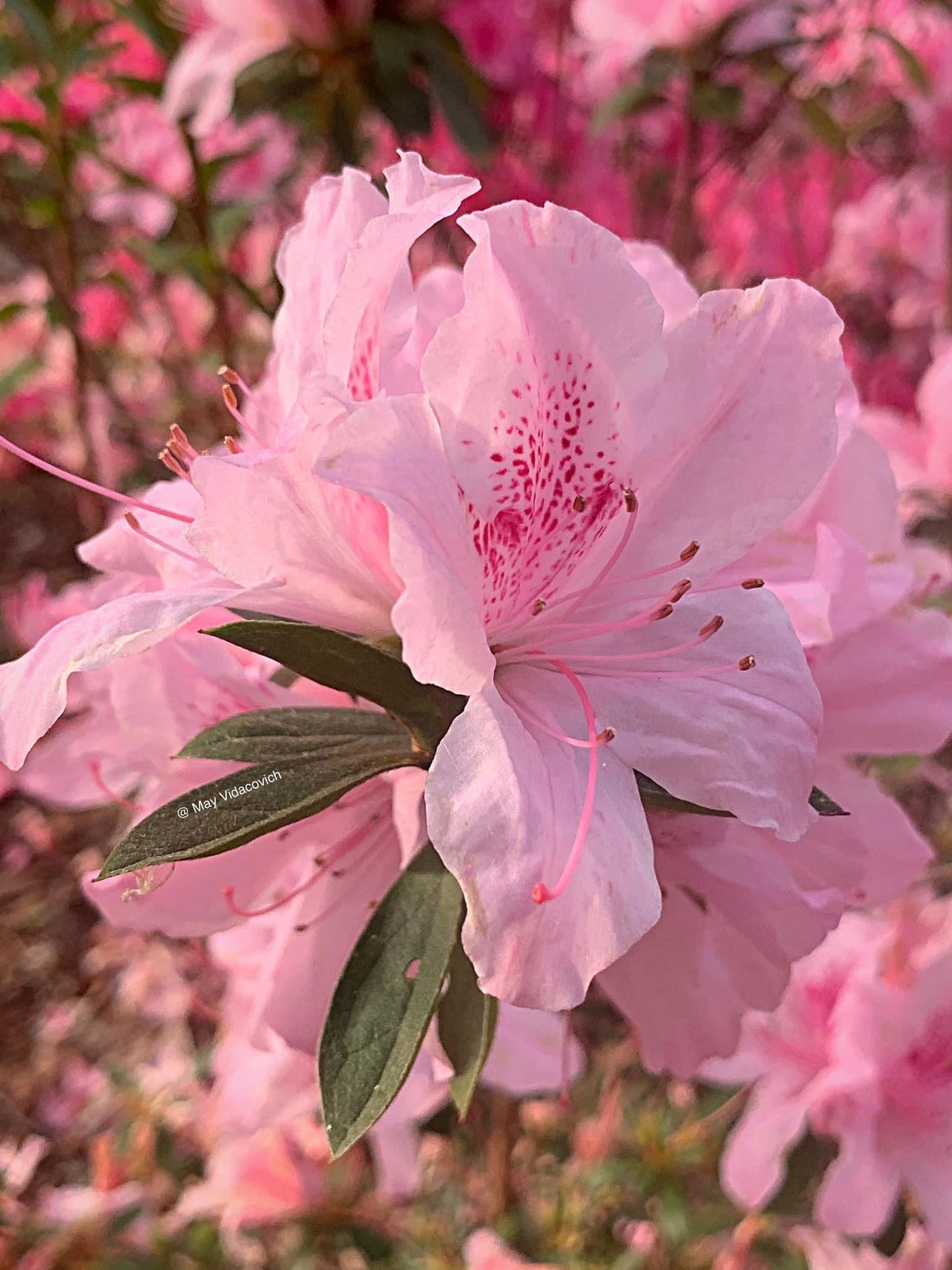 Azalea 'North Lake Beauty’ Pink Variegated Azalea