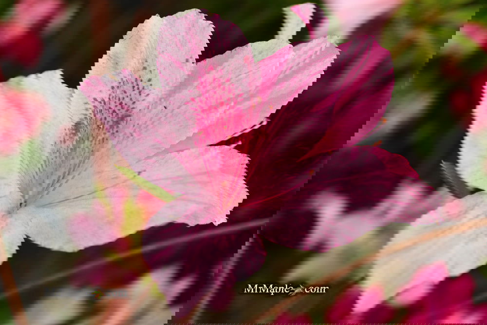 Azalea 'North Lake Beauty’ Pink Variegated Azalea