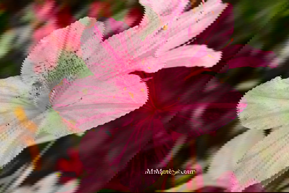 Azalea 'North Lake Beauty’ Pink Variegated Azalea