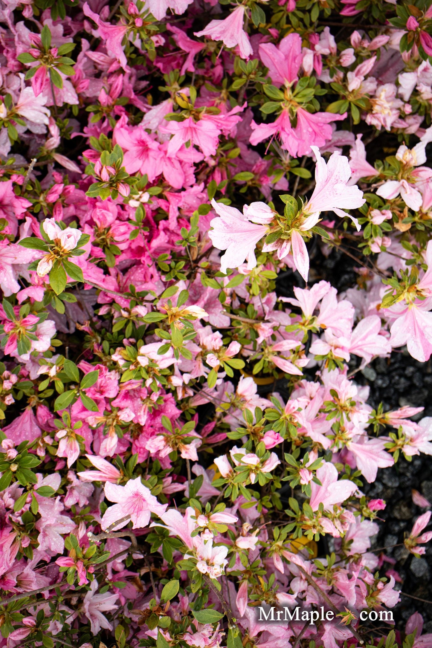 Azalea 'North Lake Beauty’ Pink Variegated Azalea