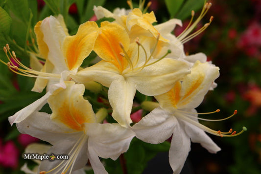 Azalea 'Northern Hi-Lights’ White Flowers Deciduous Azalea