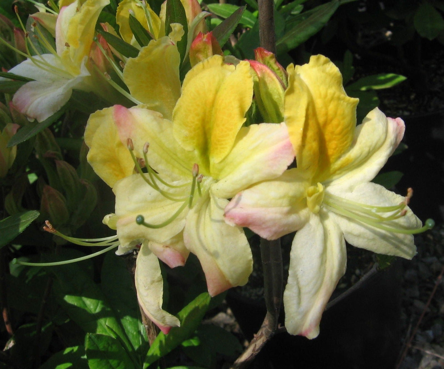 Azalea 'Northern Hi-Lights’ White Flowers Deciduous Azalea
