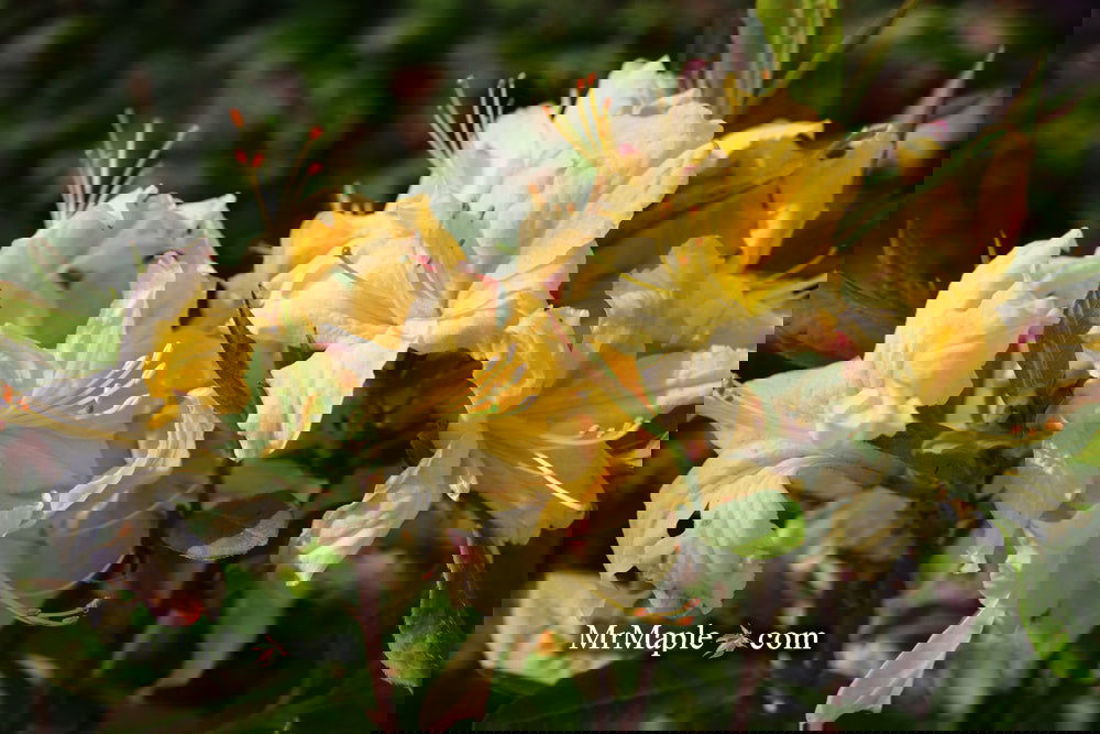 Azalea 'Northern Hi-Lights’ White Flowers Deciduous Azalea