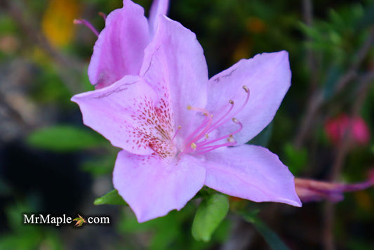 Azalea 'Poukhanense' Purple Flowering Korean Azalea
