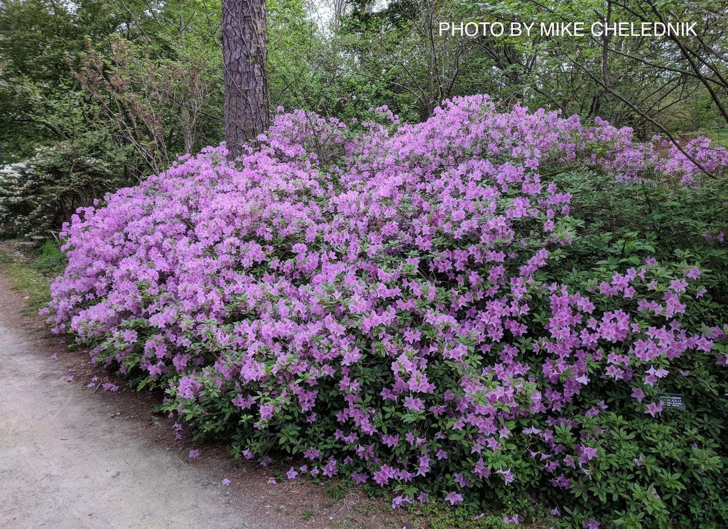 Azalea 'Poukhanense' Purple Flowering Korean Azalea