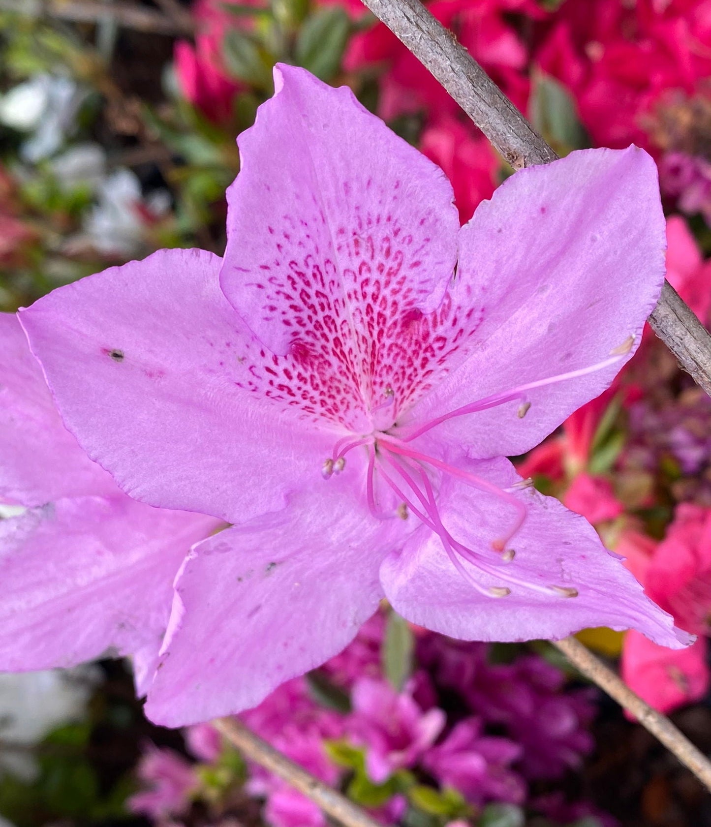Azalea 'Poukhanense' Purple Flowering Korean Azalea