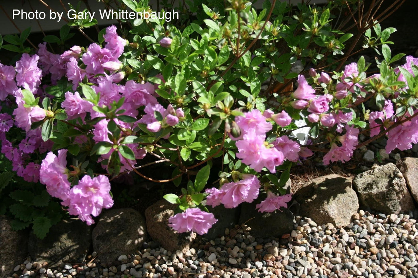 Azalea 'Poukhanense' Purple Flowering Korean Azalea