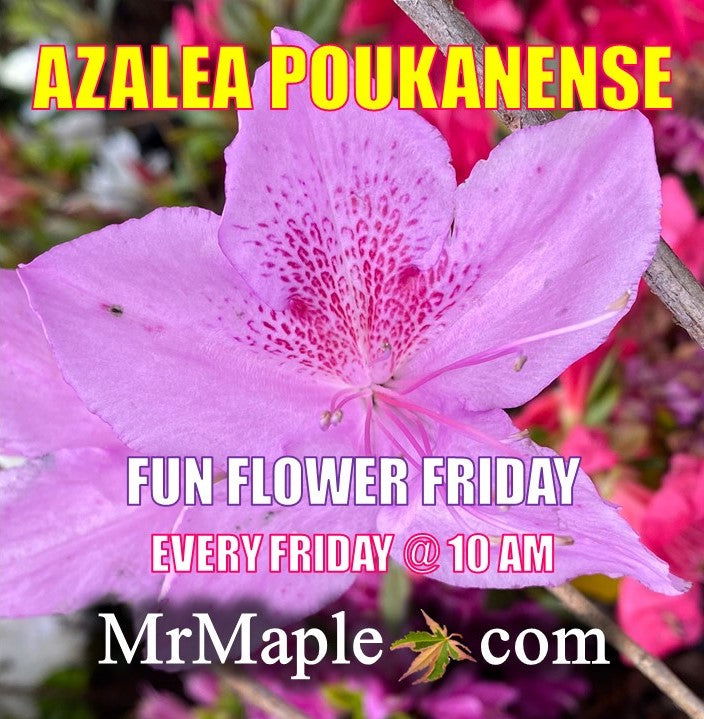 Azalea 'Poukhanense' Purple Flowering Korean Azalea