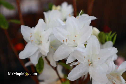 Azalea 'Snow’ White Flowering Kurume Azalea