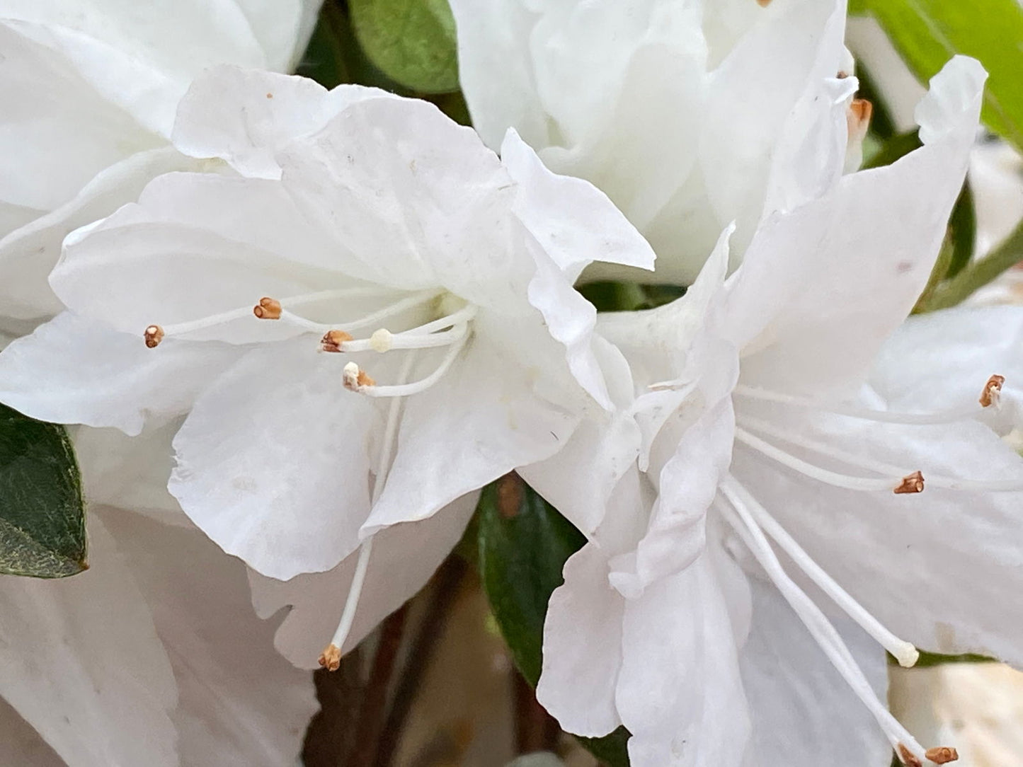Azalea 'Snow’ White Flowering Kurume Azalea