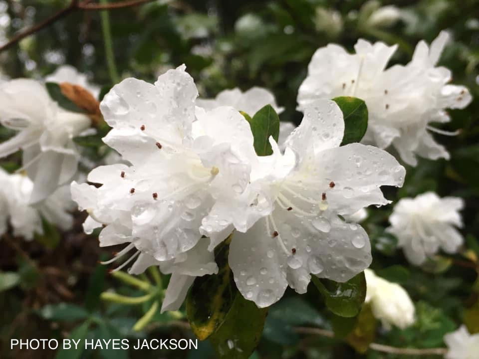 Azalea 'Snow’ White Flowering Kurume Azalea