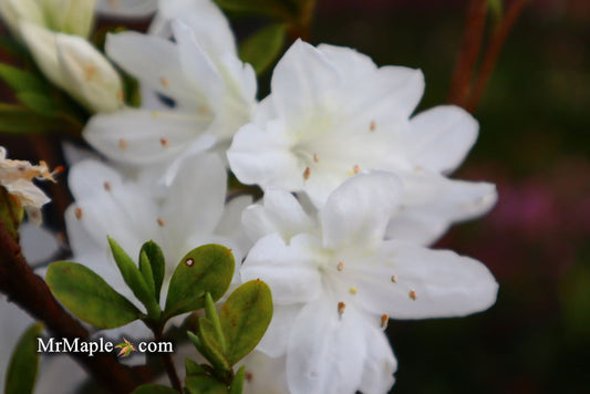 Azalea 'Snow’ White Flowering Kurume Azalea
