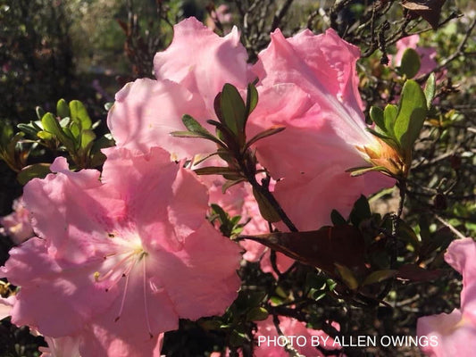Azalea 'Watchet’ Light Pink Robin Hill Azalea