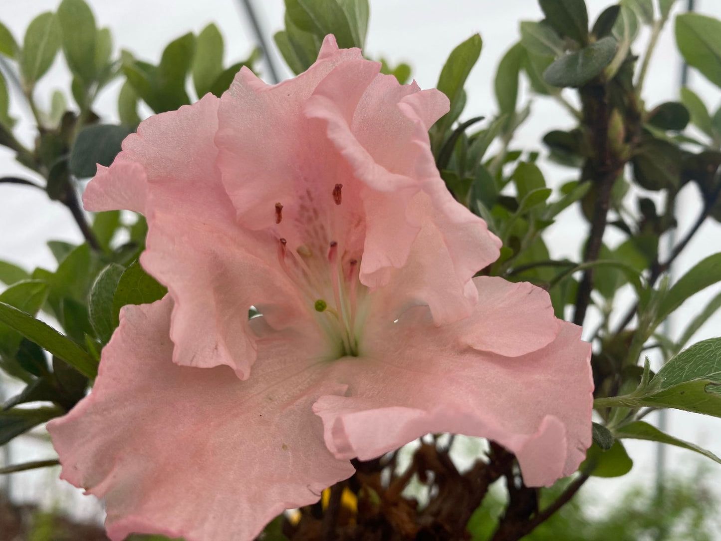 Azalea 'Watchet’ Light Pink Robin Hill Azalea