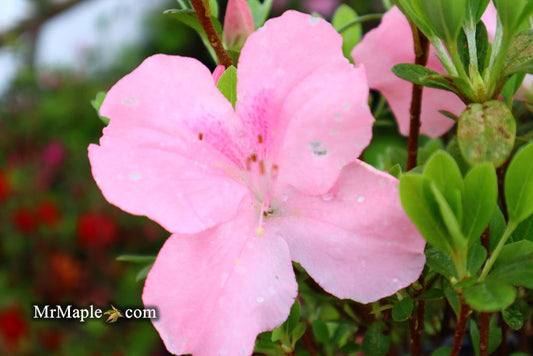 Azalea 'Watchet’ Light Pink Robin Hill Azalea